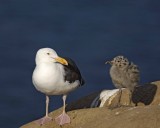 Gull, Western, Adult & Chick-062208-LaJolla, CA Cliffs-#0225.jpg