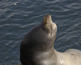 Sea Lion, California-062308-LaJolla, CA-#0376.jpg