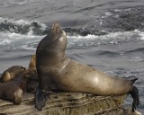 Sea Lion, California-062308-LaJolla, CA-#0387.jpg