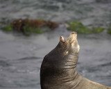 Sea Lion, California-062308-LaJolla, CA-#0496.jpg