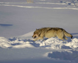Wolf, Gray, Druid Male, 302s Group-021509-Boulder, Lamar Valley, YNP-#0062.jpg