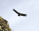 Condor, California-010210-Big Sur, CA-#0611.jpg