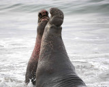 Seal, Northern Elephant, 2 Bulls, fighting-010110-Piedras Blancas, CA, Pacific Ocean-#0750.jpg