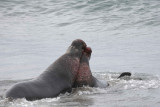 Seal, Northern Elephant, 2 Bulls, fighting-010110-Piedras Blancas, CA, Pacific Ocean-#0785.jpg
