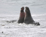 Seal, Northern Elephant, 2 Bulls, fighting-010110-Piedras Blancas, CA, Pacific Ocean-#0814.jpg