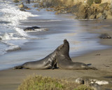 Seal, Northern Elephant, 2 Bulls, fighting-123109-Piedras Blancas, CA, Pacific Ocean-#0984.jpg