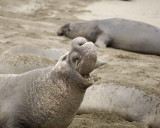 Seal, Northern Elephant, Bull, bellowing-123009-Piedras Blancas, CA, Pacific Ocean-#0175.jpg