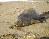 Seal, Northern Elephant, Bull-010210-Piedras Blancas, CA, Pacific Ocean-#0394.jpg