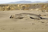 Seal, Northern Elephant, Bull-123109-Piedras Blancas, CA, Pacific Ocean-#1054.jpg