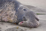 Seal, Northern Elephant, Bull-123109-Piedras Blancas, CA, Pacific Ocean-#1200.jpg