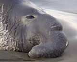 Seal, Northern Elephant, Bull-123109-Piedras Blancas, CA, Pacific Ocean-#1243.jpg