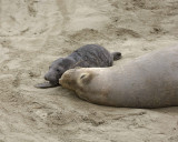 Seal, Northern Elephant, Cow & Pup-123009-Piedras Blancas, CA, Pacific Ocean-#0859.jpg