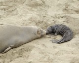 Seal, Northern Elephant, Cow & Pup-123009-Piedras Blancas, CA, Pacific Ocean-#0967.jpg