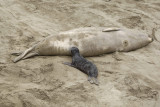 Seal, Northern Elephant, Cow & nursing Pup-123009-Piedras Blancas, CA, Pacific Ocean-#0066.jpg