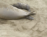 Seal, Northern Elephant, Cow, giving birth-010110-Piedras Blancas, CA, Pacific Ocean-#0207.jpg