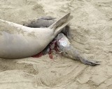 Seal, Northern Elephant, Cow, giving birth-010110-Piedras Blancas, CA, Pacific Ocean-#0219.jpg