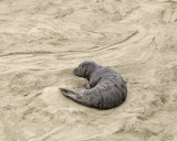 Seal, Northern Elephant, Pup-010110-Piedras Blancas, CA, Pacific Ocean-#0142.jpg