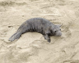 Seal, Northern Elephant, Pup-010110-Piedras Blancas, CA, Pacific Ocean-#0159.jpg