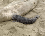 Seal, Northern Elephant, Pup-123009-Piedras Blancas, CA, Pacific Ocean-#0103.jpg