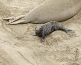 Seal, Northern Elephant, Pup-123009-Piedras Blancas, CA, Pacific Ocean-#0204.jpg