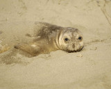 Seal, Northern Elephant, Yearling-123109-Piedras Blancas, CA, Pacific Ocean-#1070.jpg