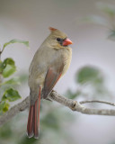 Cardinal, Northern, Female-022110-Oakton, VA-#0154.jpg