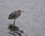 Heron, Little Blue-022410-Black Point Wildlife Drive, Merritt Island NWR, FL-#0234.jpg