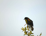 Blackbird, Red-Winged-031010-Black Point Wildlife Drive, Merritt Island NWR, FL-#0182.jpg