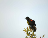 Blackbird, Red-Winged-031010-Black Point Wildlife Drive, Merritt Island NWR, FL-#0183.jpg