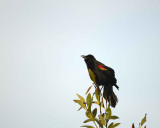 Blackbird, Red-Winged-031010-Black Point Wildlife Drive, Merritt Island NWR, FL-#0185.jpg