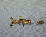 Duck, Blue-Winged Teal, 2 pairs-031010-Black Point Wildlife Drive, Merritt Island NWR, FL-#0127.jpg