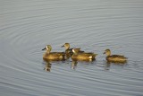 Duck, Blue-Winged Teal, 2 pairs-031010-Black Point Wildlife Drive, Merritt Island NWR, FL-#0128.jpg