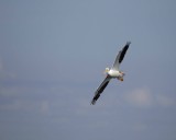 Pelican, American White, flying-031010-Peacocks Pocket Rd, Merritt Island NWR, FL-#0660.jpg