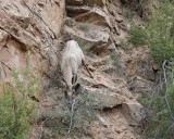 Sheep, Desert Bighorn-050110-Zion Natl Park, UT-#0341.jpg