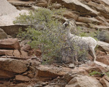 Sheep, Desert Bighorn-050110-Zion Natl Park, UT-#0562.jpg