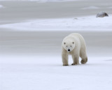 Bear, Polar-110307-Churchill Wildlife Mgmt Area, Manitoba, Canada-#0432.jpg