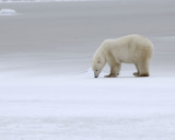Bear, Polar-110307-Churchill Wildlife Mgmt Area, Manitoba, Canada-#0456.jpg