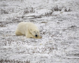 Bear, Polar-110307-Churchill Wildlife Mgmt Area, Manitoba, Canada-#0717.jpg