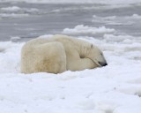 Bear, Polar-110307-Churchill Wildlife Mgmt Area, Manitoba, Canada-#1223.jpg