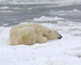 Bear, Polar-110307-Churchill Wildlife Mgmt Area, Manitoba, Canada-#1249.jpg