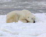 Bear, Polar-110307-Churchill Wildlife Mgmt Area, Manitoba, Canada-#1277.jpg