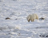 Bear, Polar-110407-Churchill Wildlife Mgmt Area, Manitoba, Canada-#0316.jpg