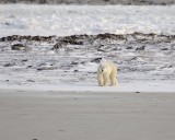 Bear, Polar-110507-Churchill Wildlife Mgmt Area, Manitoba, Canada-#0046.jpg