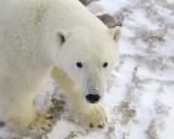Bear, Polar-110607-Churchill Wildlife Mgmt Area, Manitoba, Canada-#0598.jpg