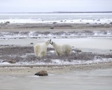 Bear, Polar, 2 sparring-110307-Churchill Wildlife Mgmt Area, Manitoba, Canada-#0062.jpg
