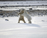 Bear, Polar, 2 sparring-110507-Churchill Wildlife Mgmt Area, Manitoba, Canada-#0693.jpg