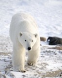 Bear, Polar-110607-Churchill Wildlife Mgmt Area, Manitoba, Canada-#0647.jpg