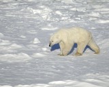 Bear, Polar-110607-Churchill Wildlife Mgmt Area, Manitoba, Canada-#0724.jpg