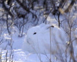 Hare, Snowshoe-110607-Churchill Wildlife Mgmt Area, Manitoba, Canada-#1070.jpg