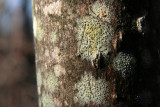 IMG_9487 lichens.jpg